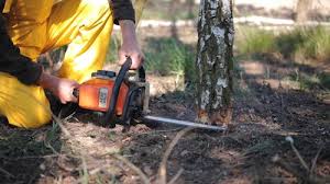 Best Commercial Tree Services  in Lake Lorelei, OH