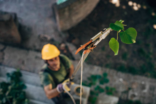 Best Tree Trimming and Pruning  in Lake Lorelei, OH