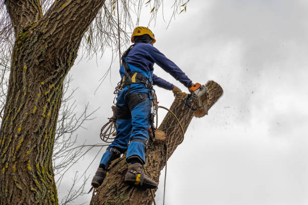 Best Hazardous Tree Removal  in Lake Lorelei, OH