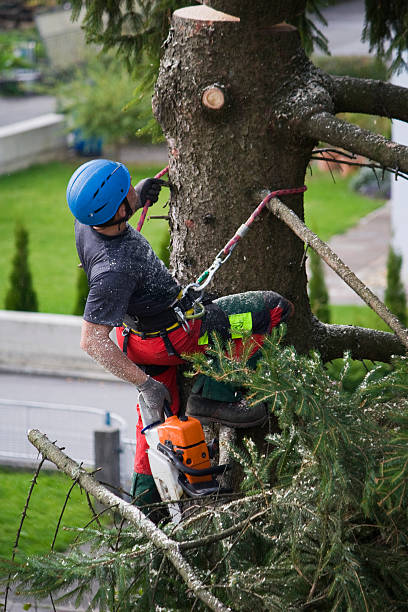 Trusted Lake Lorelei, OH  Tree Services Experts