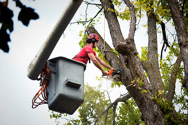 Best Tree Risk Assessment  in Lake Lorelei, OH