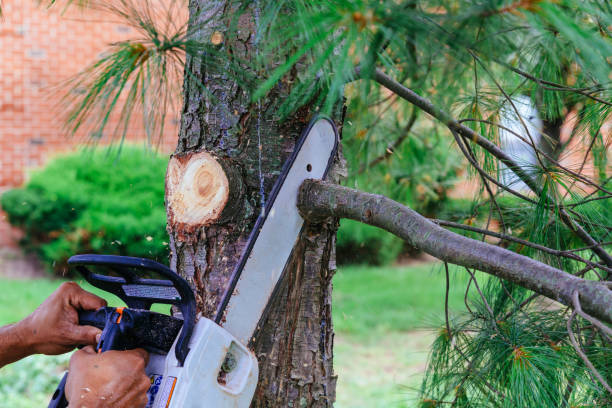 Best Arborist Consultation Services  in Lake Lorelei, OH